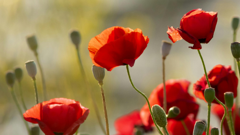 Red poppies in bloom, symbolising remembrance and reflection