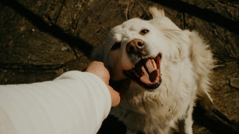 Happy white dog being gently petted by its owner, showing companionship and comfort