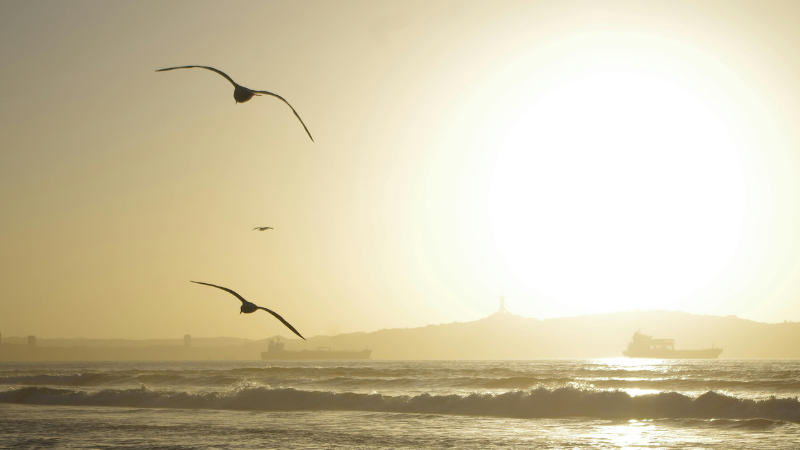 Sun setting over the sea with two seagulls flying, peaceful coastal sunset