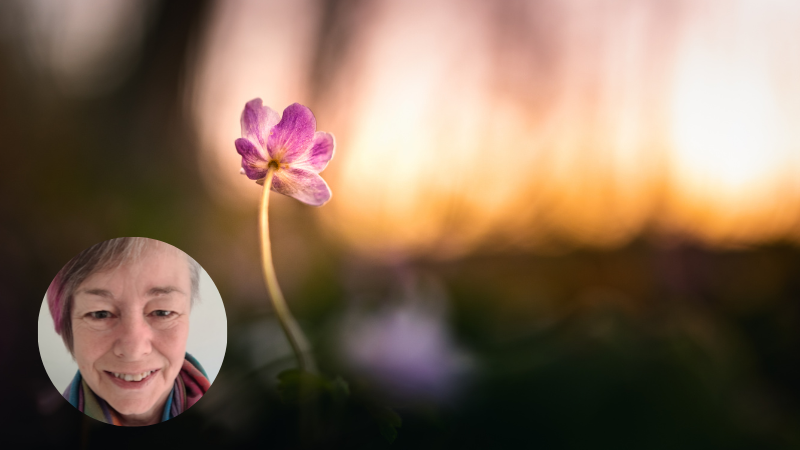 Pink flower blooming in a forest with sunlight symbolising healing and recovery from trauma