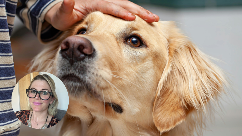 A hand gently stroking a golden Labrador, symbolising love, attachment, and grief after the loss of a pet.