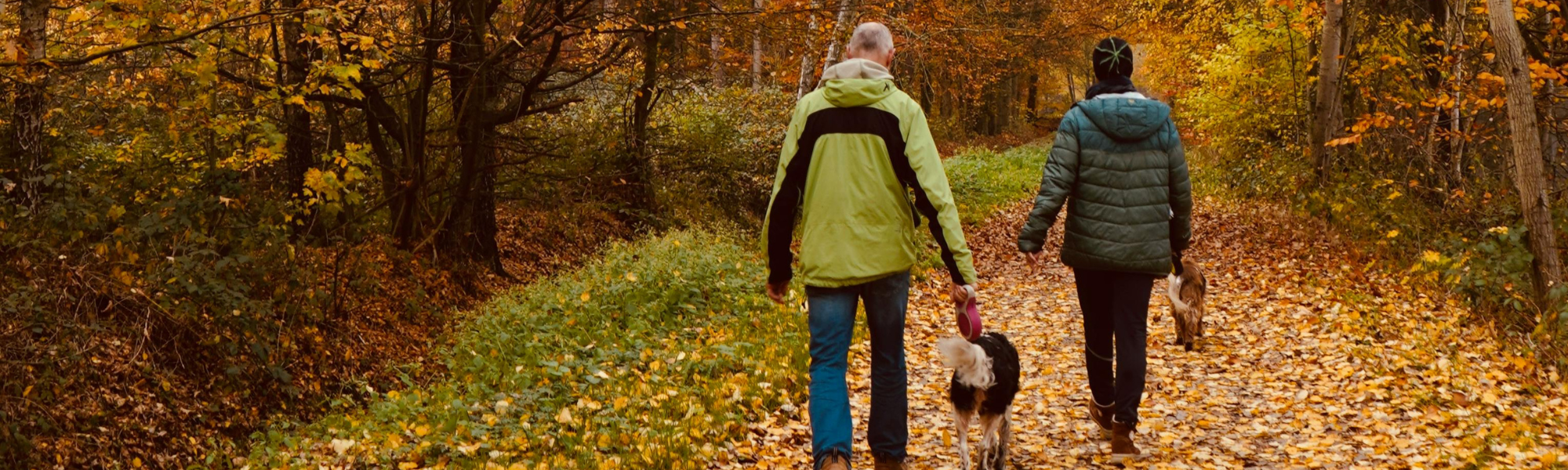 Couple walking their dogs through an autumnal forest, enjoying nature and connection as banner image