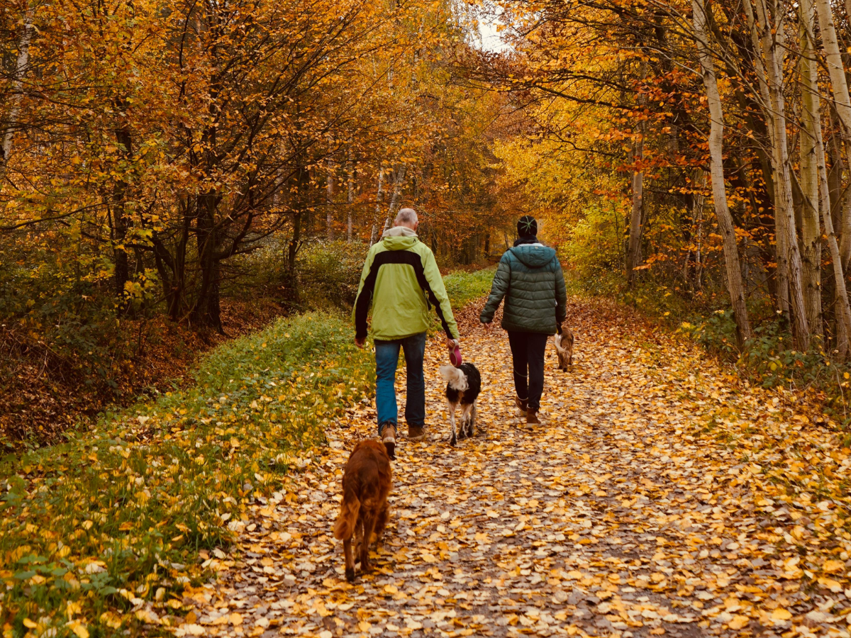 Couple walking their dogs through an autumnal forest, enjoying nature and connection.