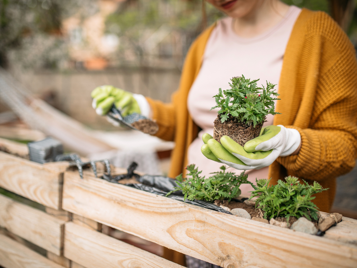 A person wearing a mustard cardigan and green gloves is holding a small plant over a wooden planter box. They are gardening outdoors, surrounded by greenery and using a small trowel.