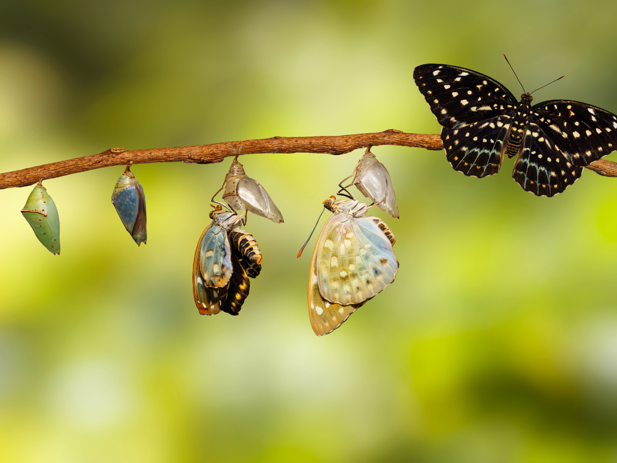 Several chrysalises hang from a branch, with butterflies at different stages of emerging. One black butterfly with white spots is fully emerged, while others are partially out of their cocoons. Green and blurred background.