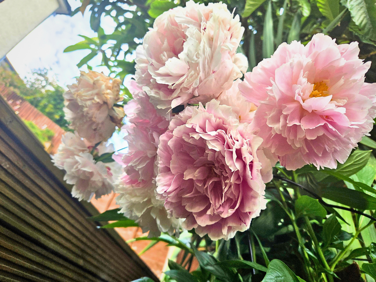 Pink peonies in full bloom growing closely together, symbolising growth, abundance, and self-acceptance