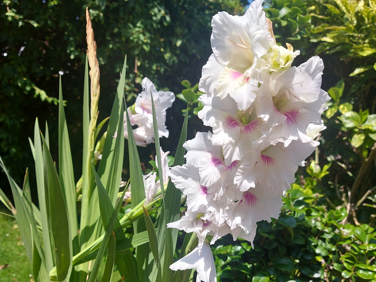 White and soft pink gladiolus flower on a single stem with green garden background, symbolizing growth and renewal