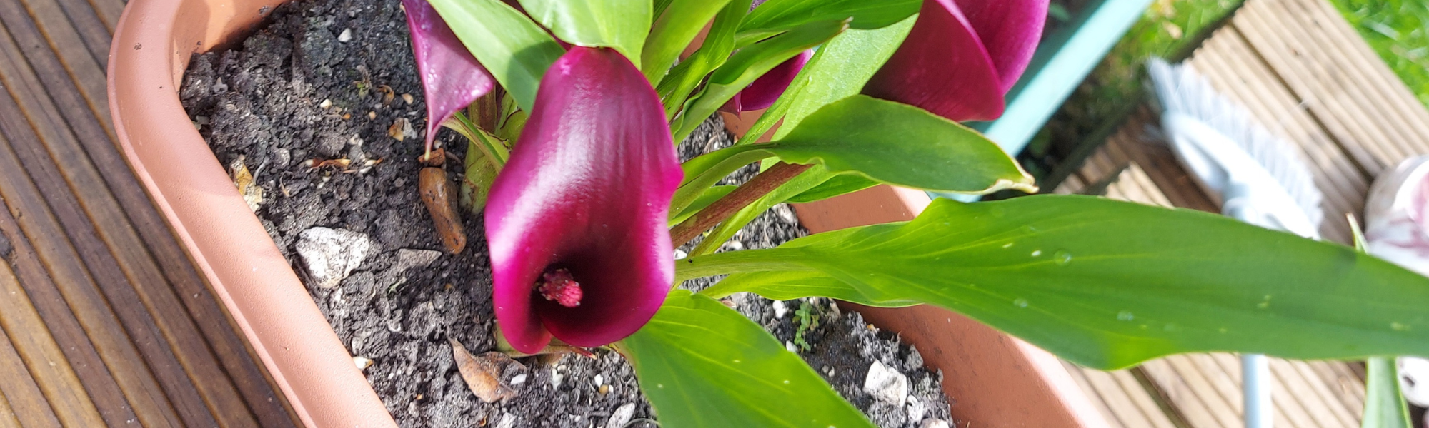Close-up of a purple calla lily growing in a garden pot, symbolising growth, acceptance, and letting go of perfectionism