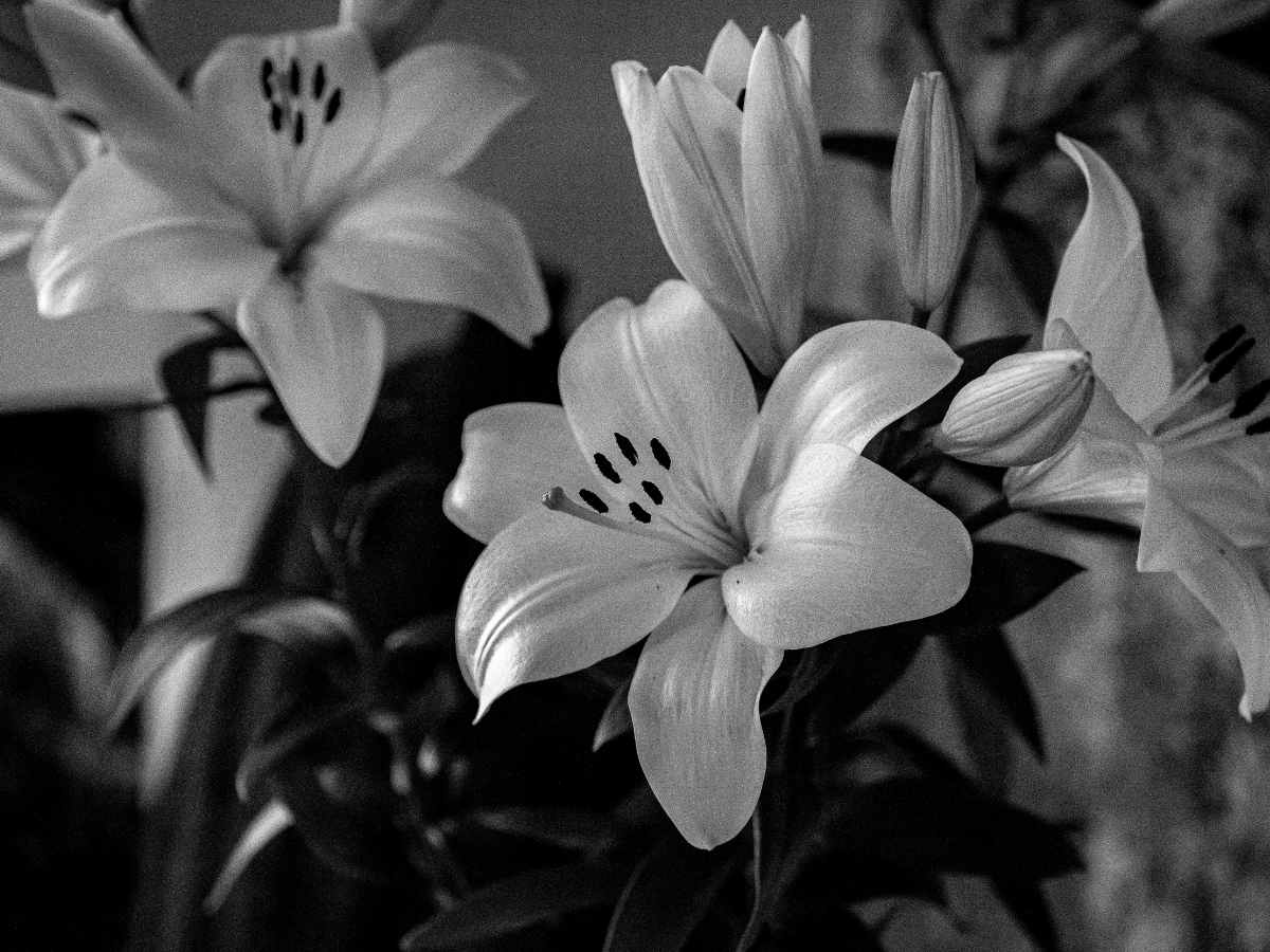 Black and white image of white lilies symbolising grief, remembrance, and bereavement support in Surrey