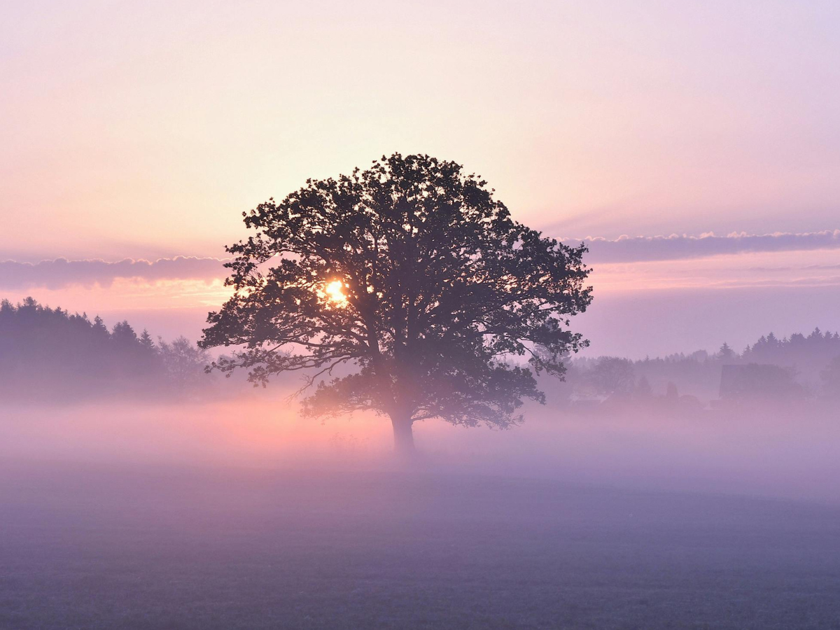 Large, calming tree in a peaceful setting, symbolising stress relief and mental well-being
