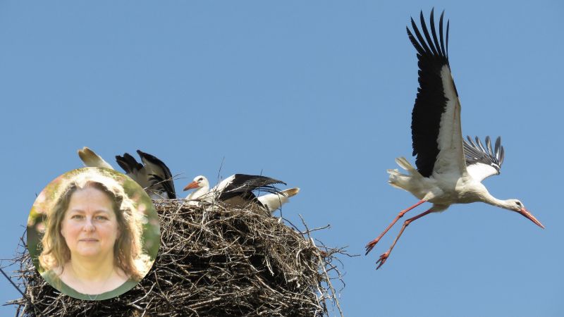 A stork takes flight from a large nest where two other storks remain, symbolizing change and new journeys. The clear blue sky enhances the scene. In the lower left corner, an inset photo highlights a woman—bereavement support services Surrey is noted below.