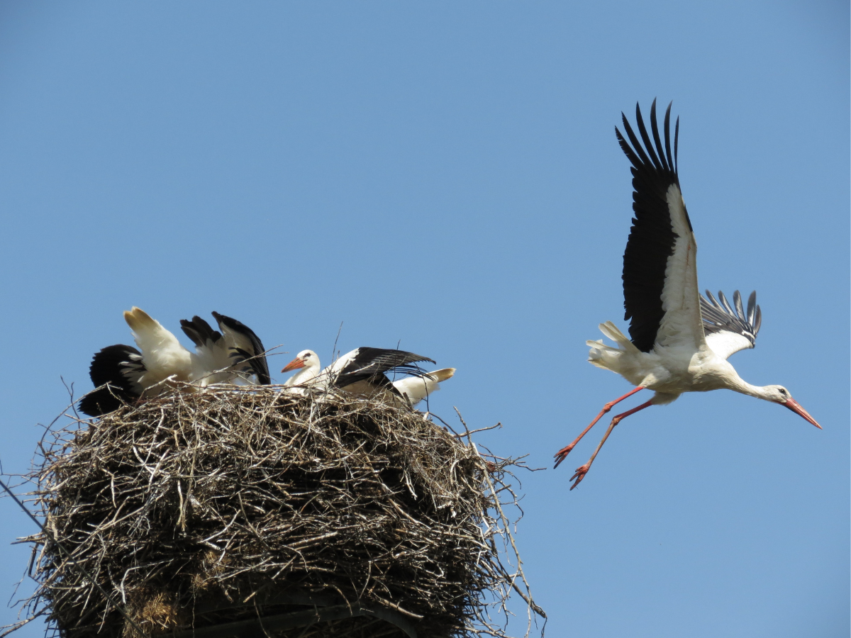 Four storks in a large nest atop a tall structure, with one stork flying away while the others remain in the nest, evoke themes of transition and loss—much like those addressed by bereavement support services Surrey offers—against a clear blue sky.