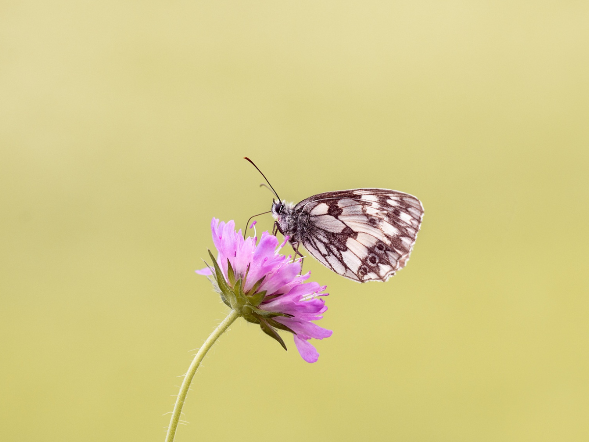 Butterfly symbolising personal growth, emotional healing and transformation through therapy