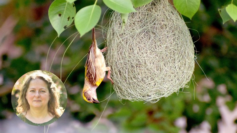 Round bird’s nest hanging from a tree with a bird perched upside down, symbolising the emotional transition and mixed feelings of empty nest syndrome and letting go of children.