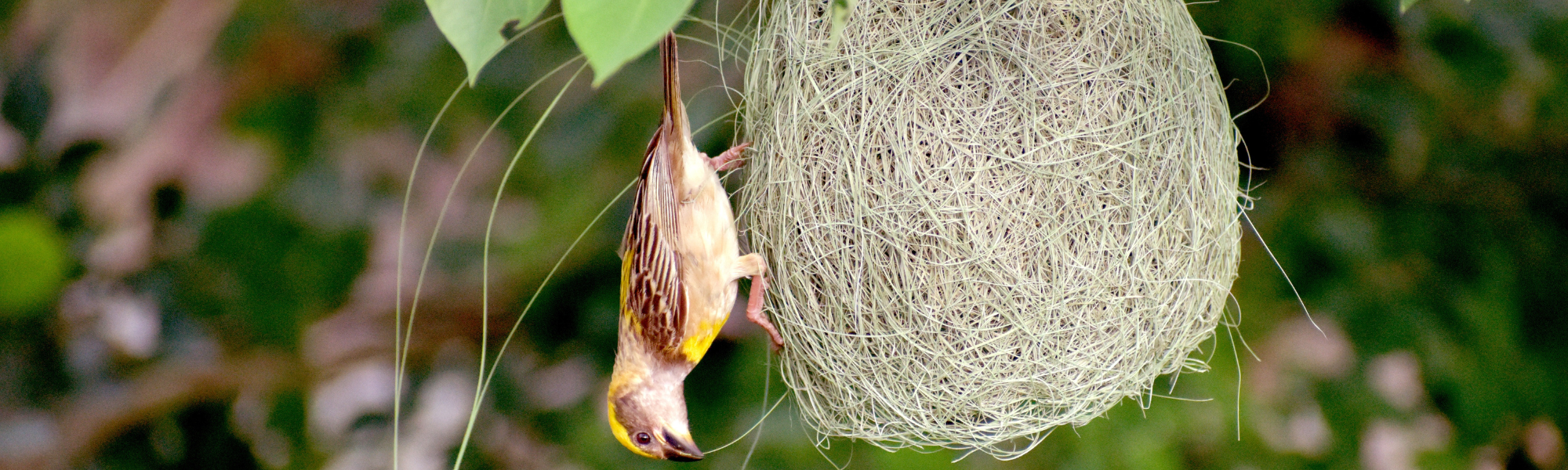 Round bird’s nest hanging from a tree with a bird perched upside down, symbolising the emotional transition and mixed feelings of empty nest syndrome and letting go of children.