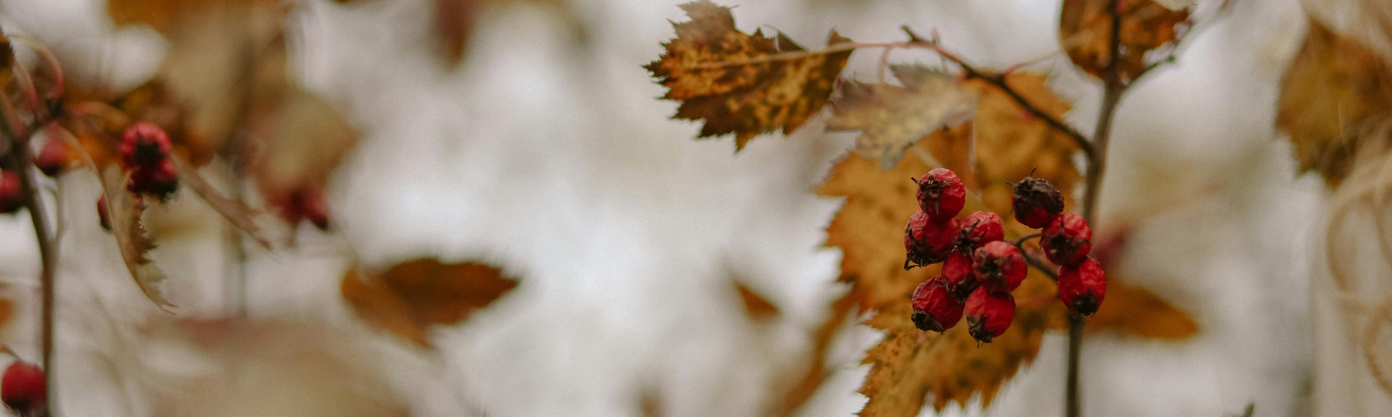 Brown autumn leaves and red withered berries on a branch against a grey gloomy sky