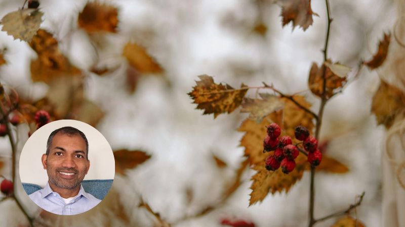 Brown autumn leaves and red withered berries on a branch against a grey gloomy sky
