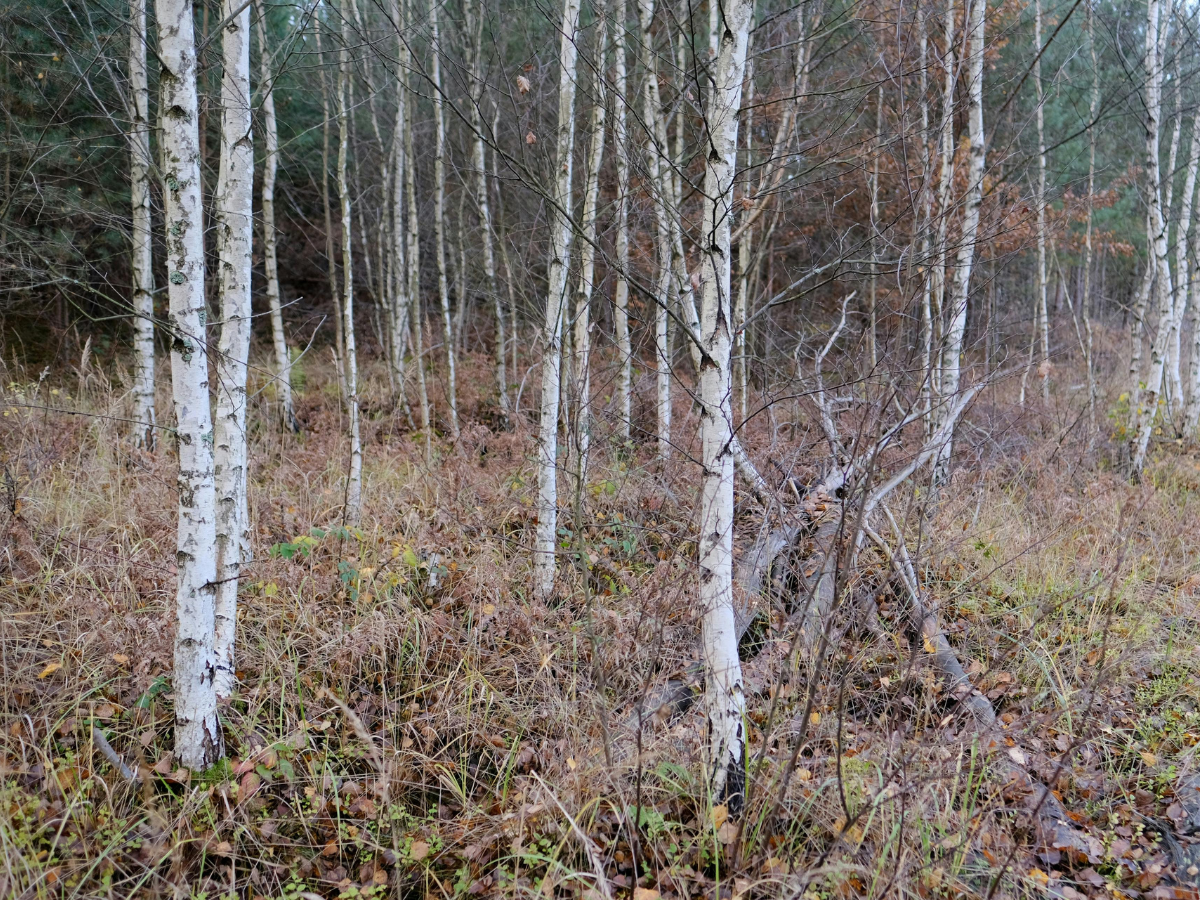 Bare birch trees with dry grass in a wooded area on a grey overcast day