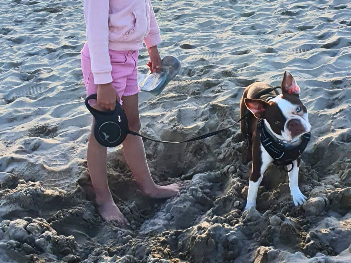 Young girl standing on a beach holding a leash with a brown and white Boston Terrier